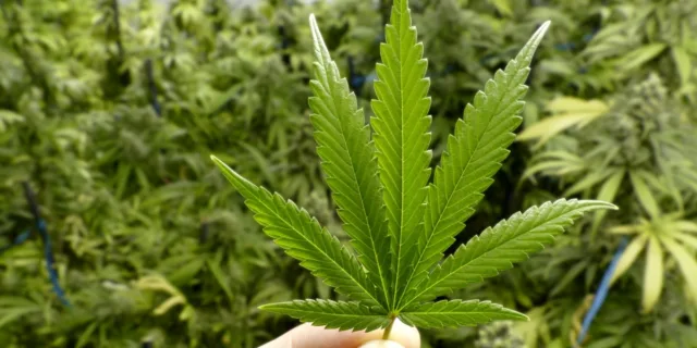 Money is Not the Only Thing That is Green